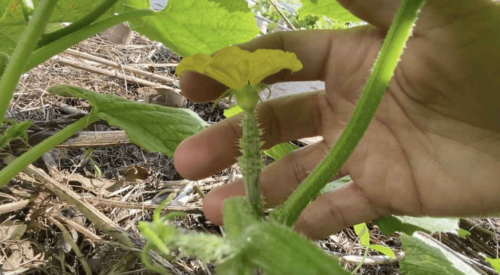 Female flower